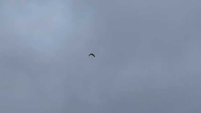 Rough-legged Hawk - ML614335634