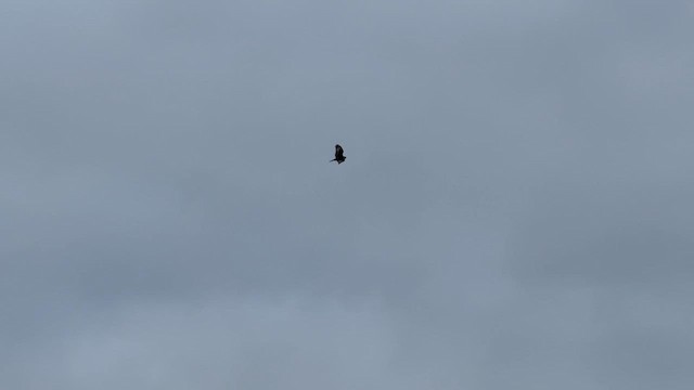 Rough-legged Hawk - ML614335636