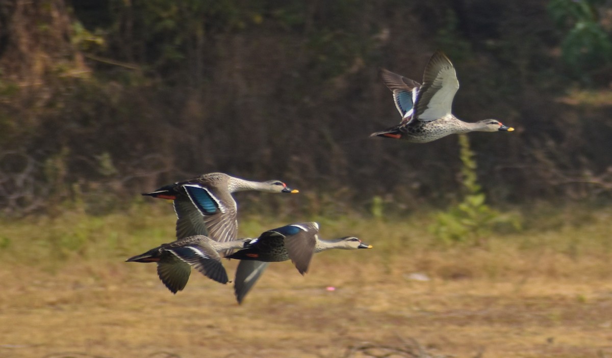 Indian Spot-billed Duck - ML614335638