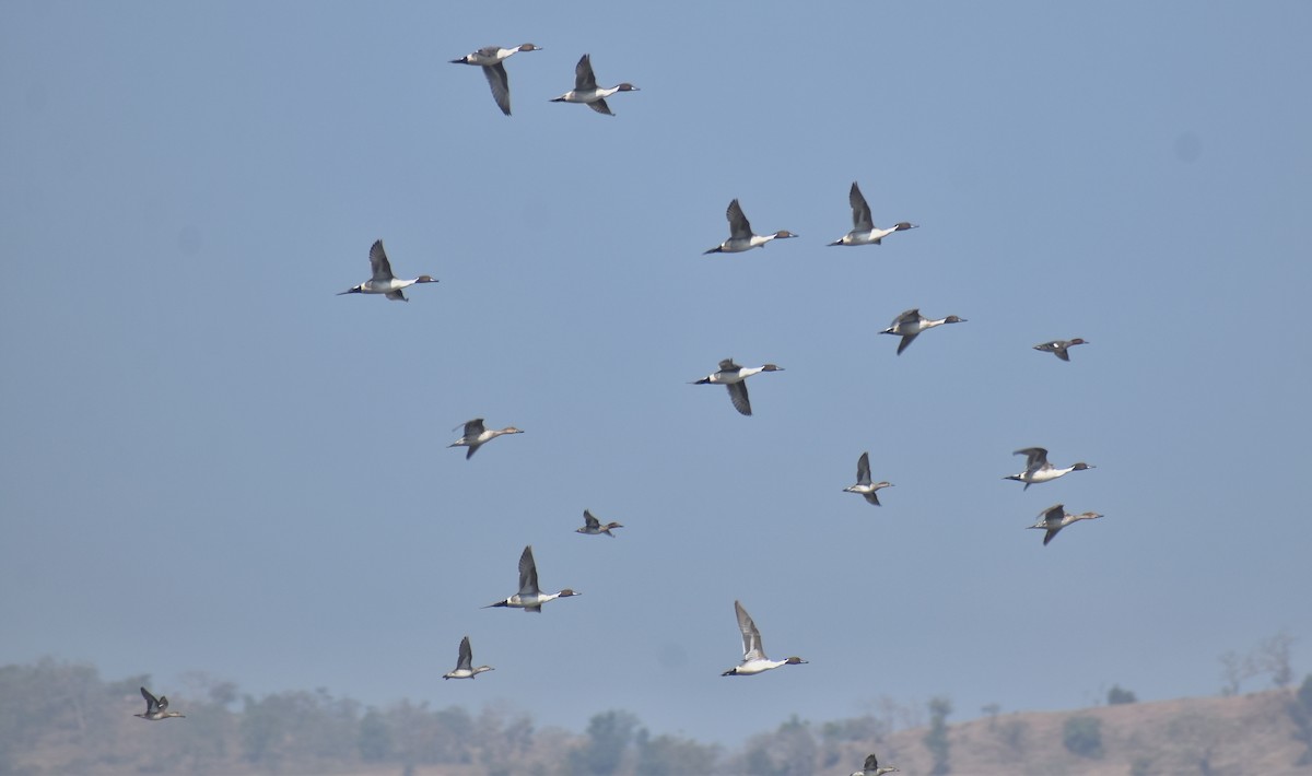 Northern Pintail - ML614335640