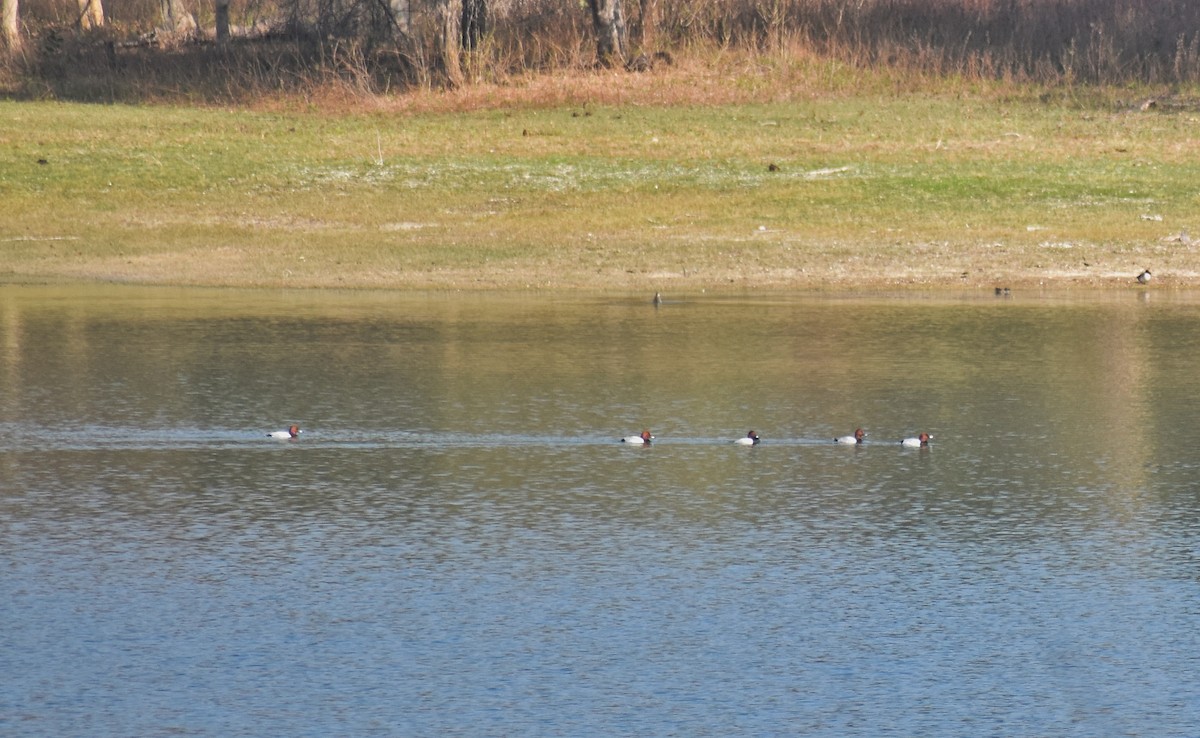 Common Pochard - ML614335643