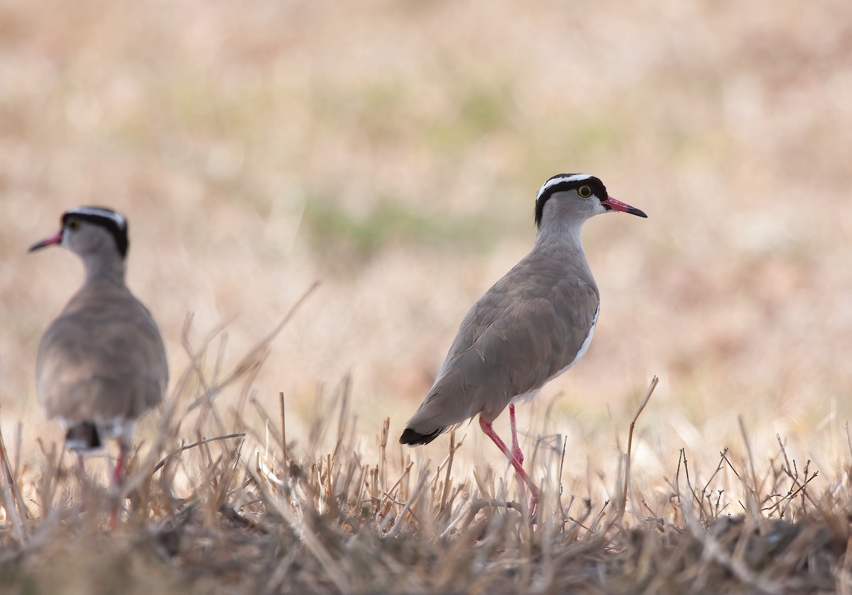 Crowned Lapwing - ML614335647