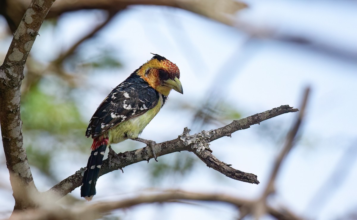 Tepeli Barbet - ML614335659