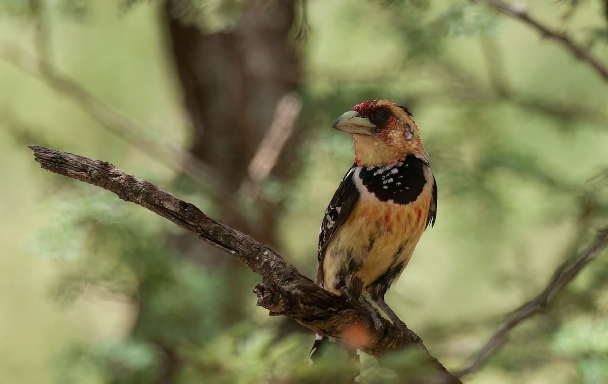 Crested Barbet - ML614335661