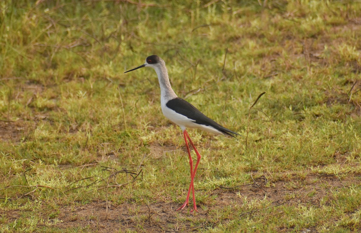 Black-winged Stilt - ML614335662