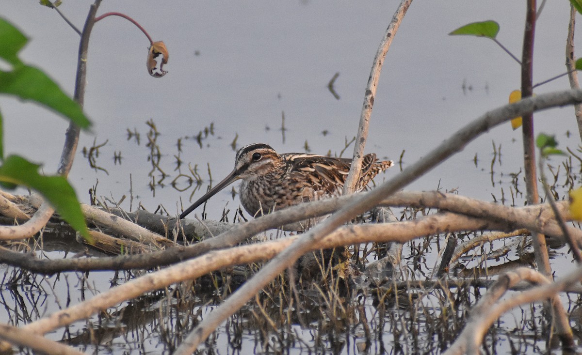 Common Snipe - ML614335666