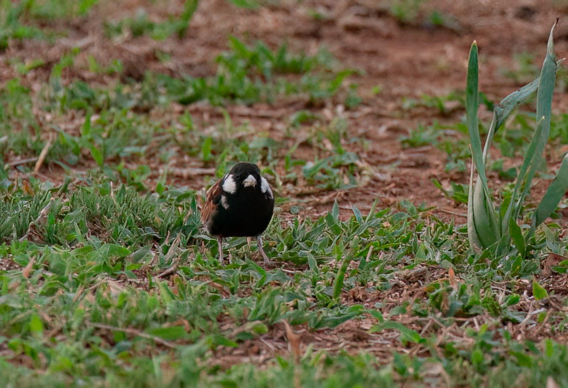 Chestnut-backed Sparrow-Lark - ML614335670