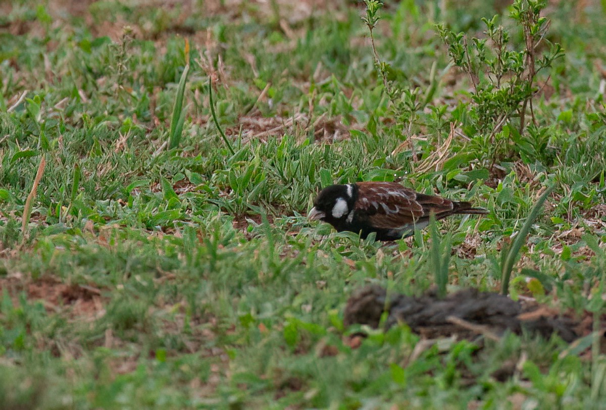 Chestnut-backed Sparrow-Lark - ML614335673