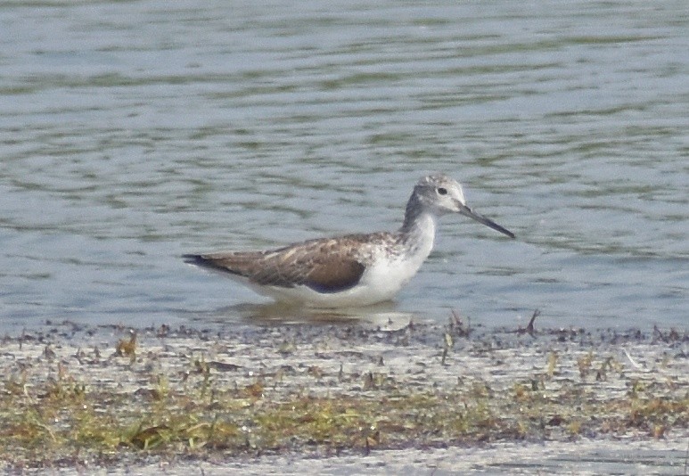 Common Greenshank - ML614335741