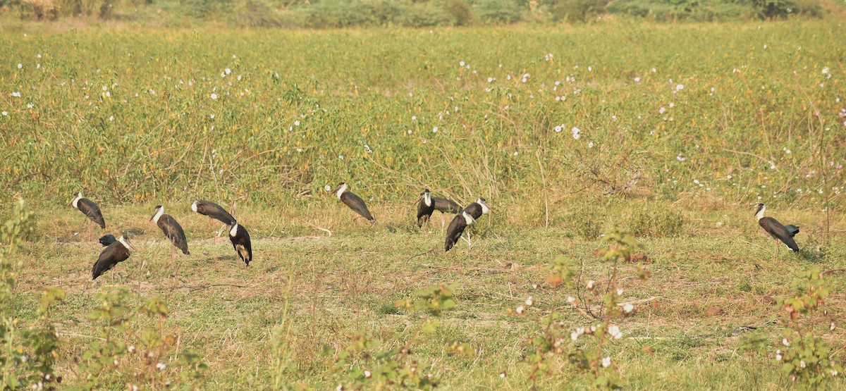 Asian Woolly-necked Stork - ML614335762