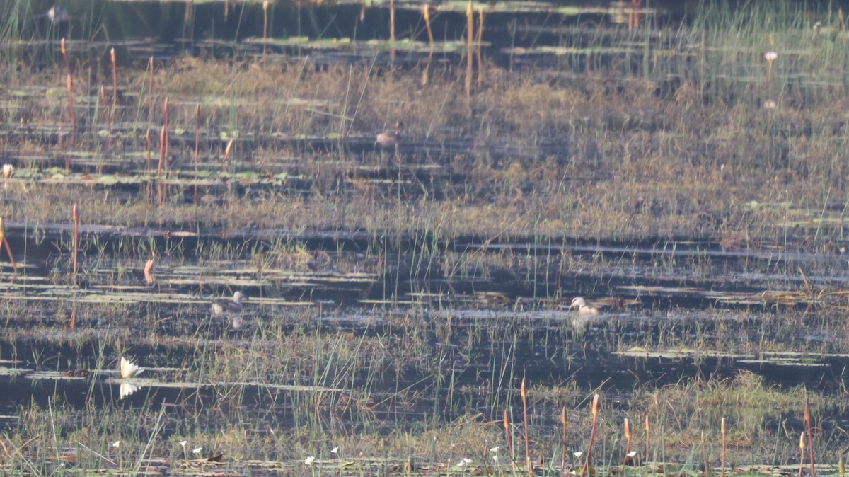 Cotton Pygmy-Goose - Anonymous