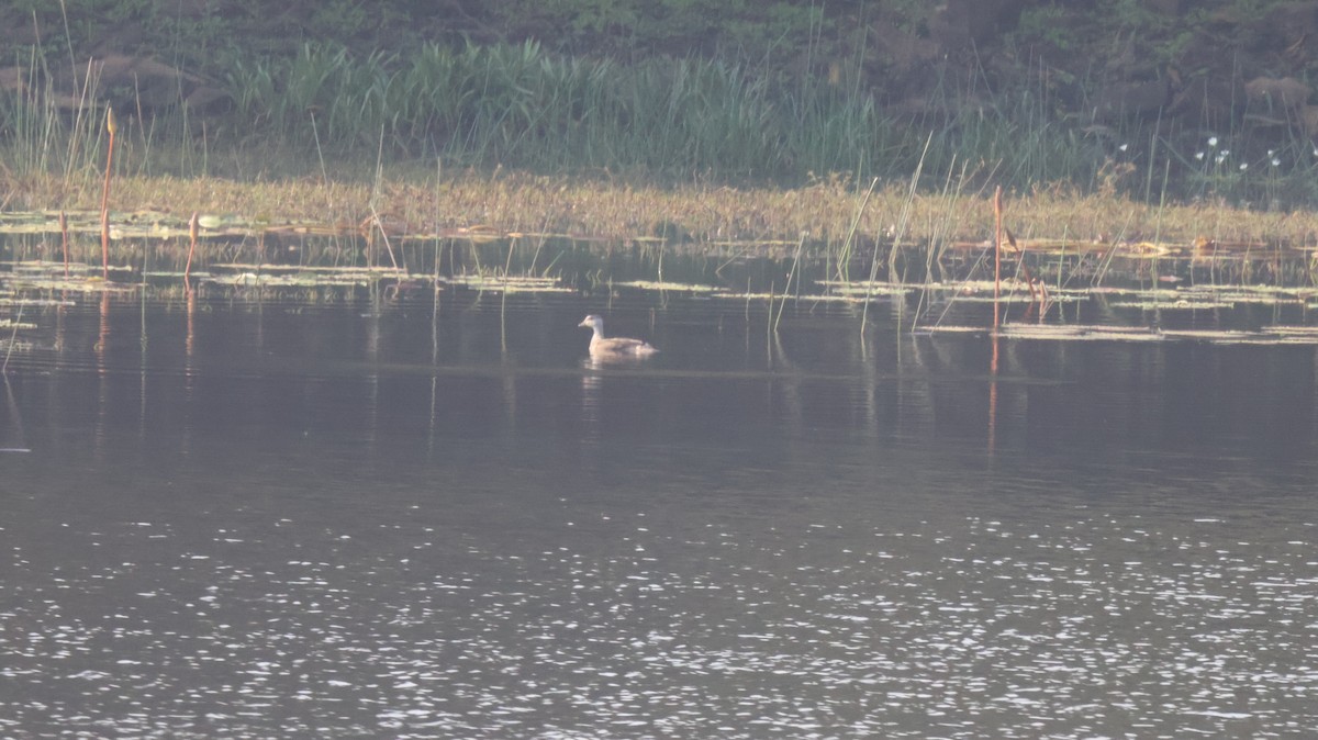 Cotton Pygmy-Goose - ML614335773