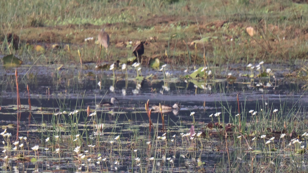 Cotton Pygmy-Goose - ML614335774