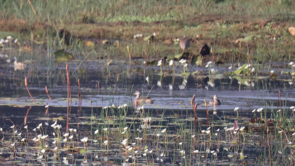 Cotton Pygmy-Goose - ML614335775