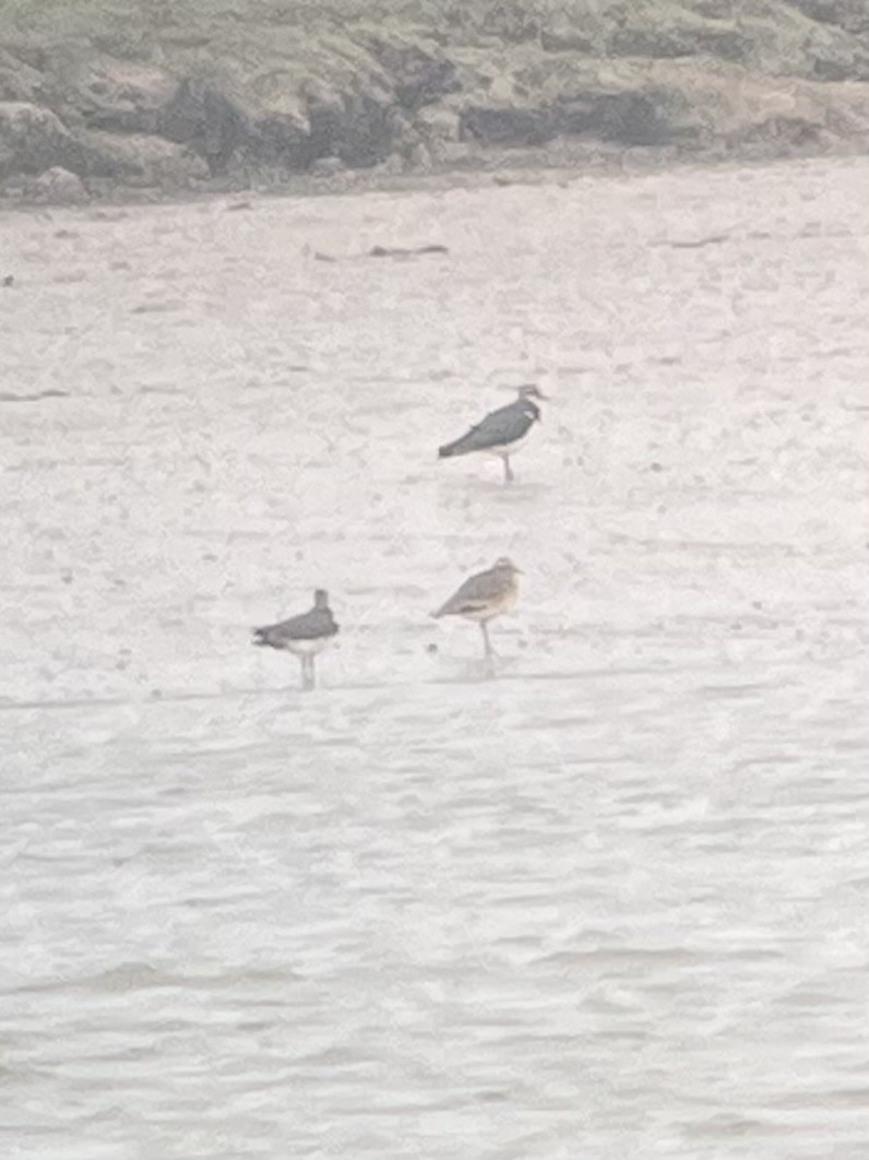 Sociable Lapwing - ML614335780