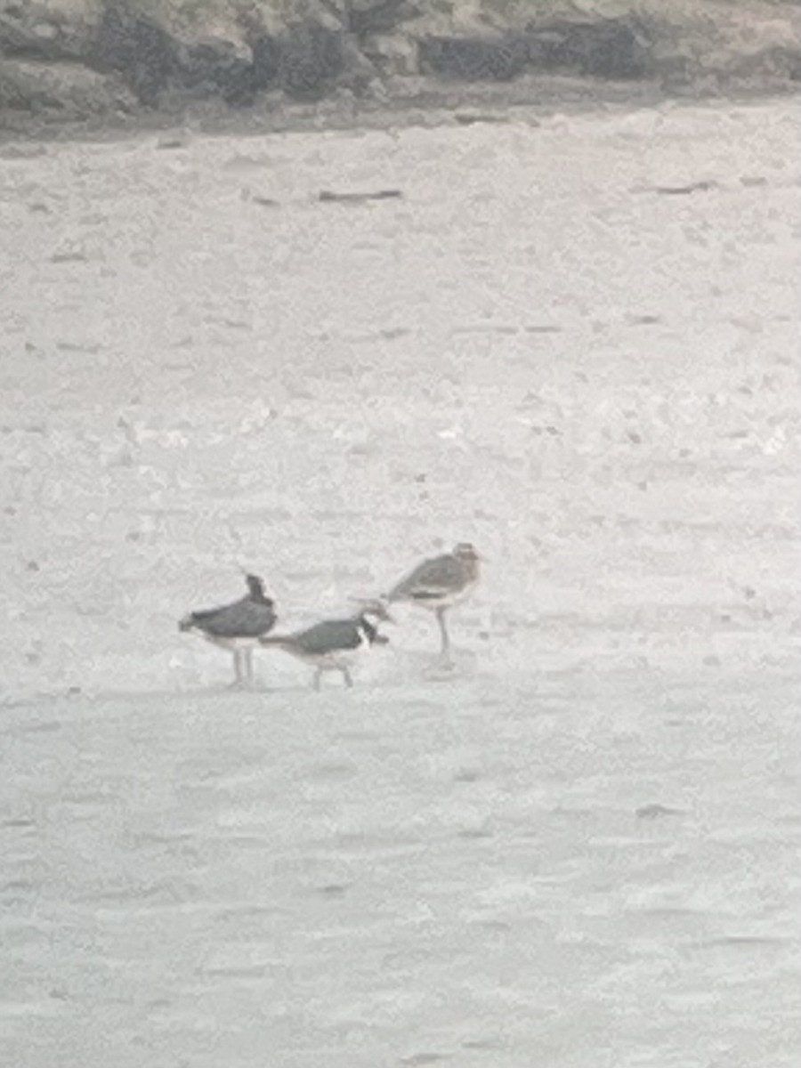 Sociable Lapwing - ML614335781