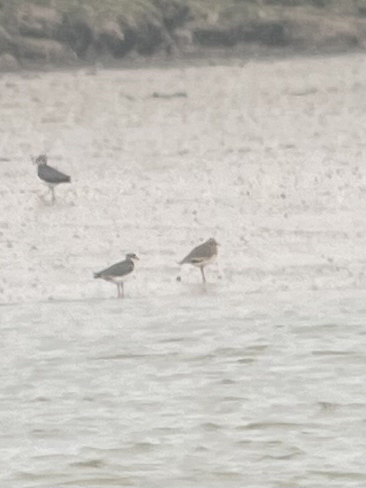 Sociable Lapwing - ML614335782