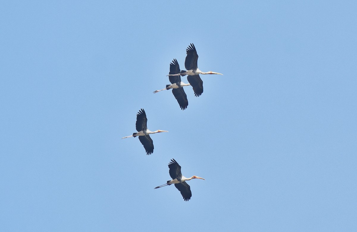 Painted Stork - ML614335784