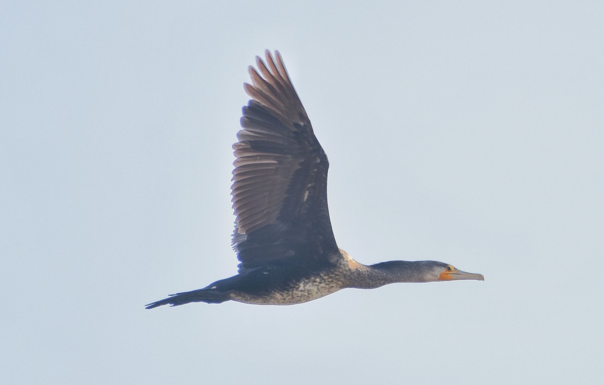 Great Cormorant - ML614335810