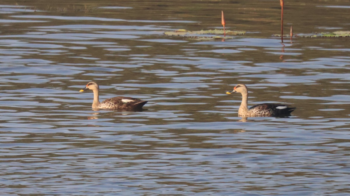 Indian Spot-billed Duck - Anonymous