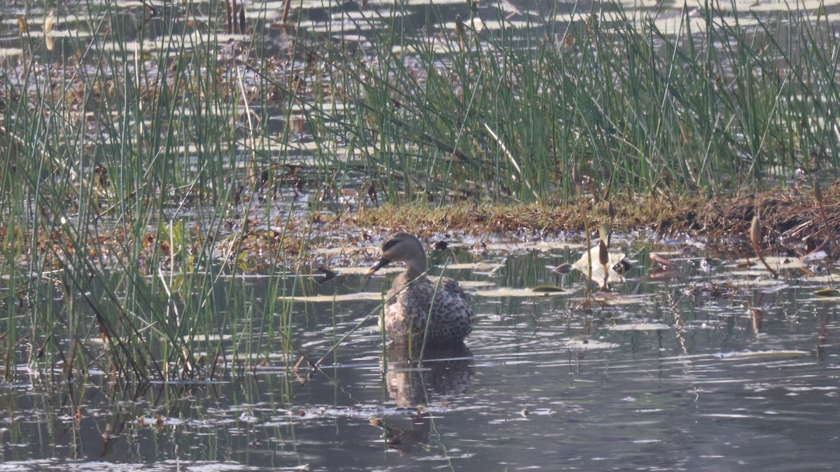 Indian Spot-billed Duck - Anonymous