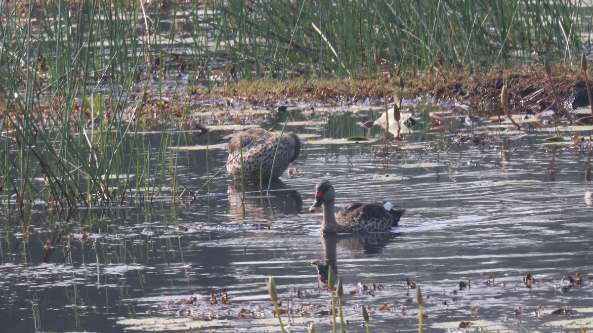 Indian Spot-billed Duck - ML614335870