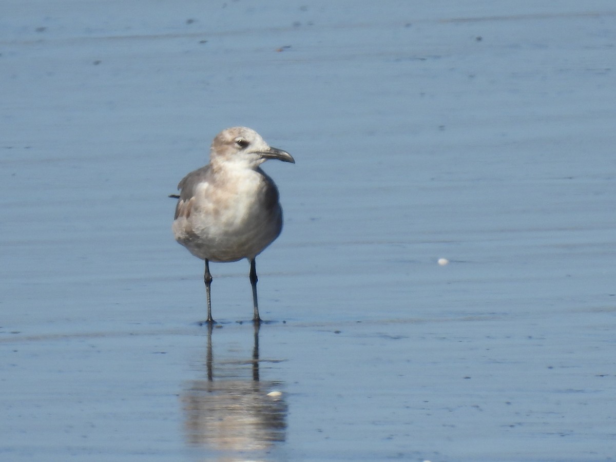 Laughing Gull - Miguel Ángel  Pardo Baeza