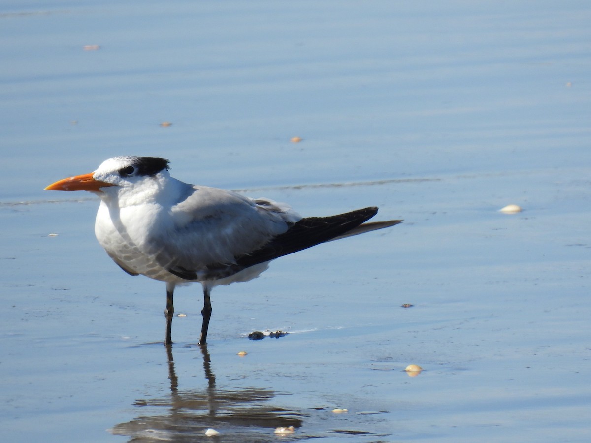 Royal Tern - ML614335886