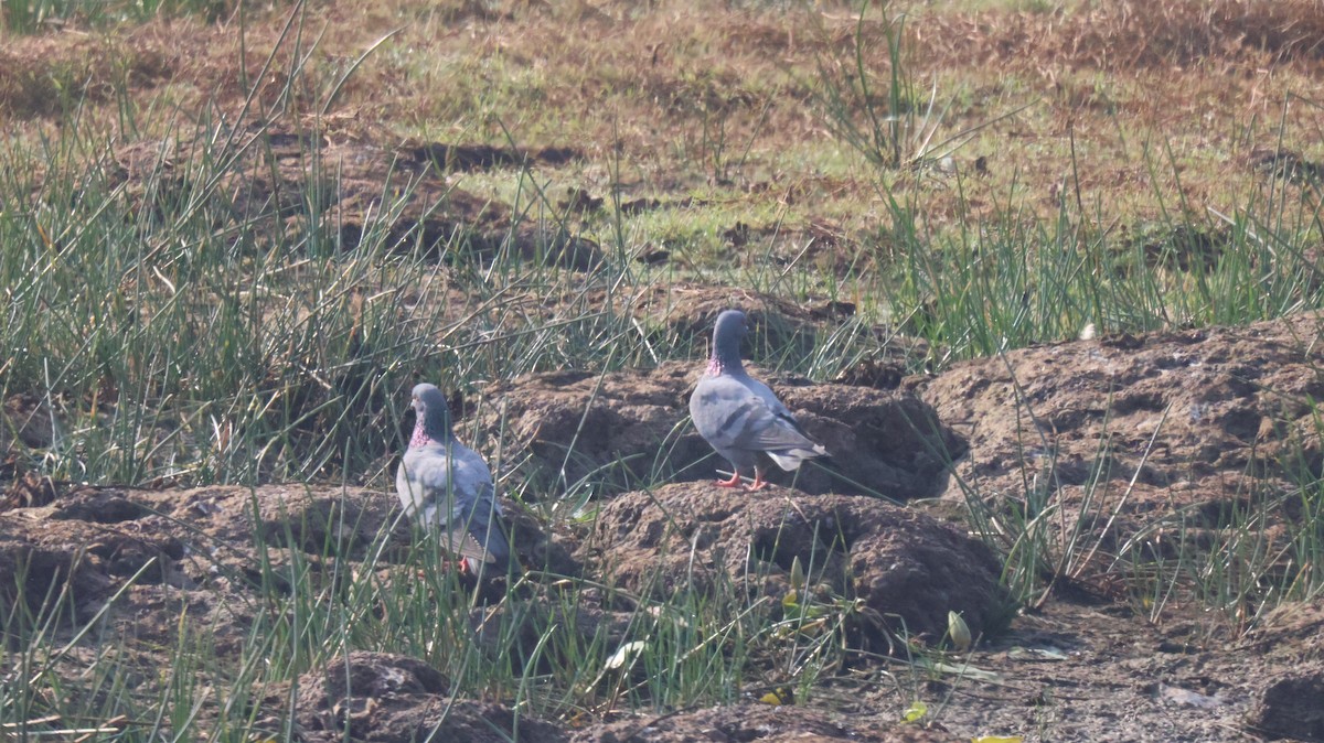 Rock Pigeon (Feral Pigeon) - ML614335894