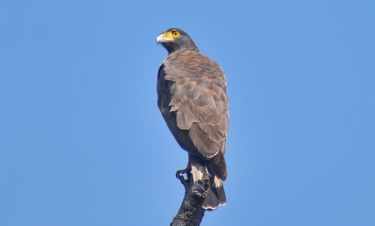 Crested Serpent-Eagle - ML614335899