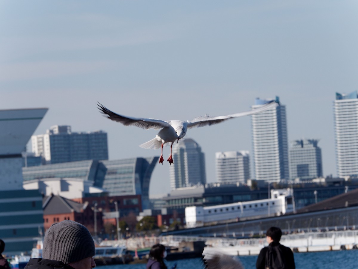 Black-headed Gull - ML614335910