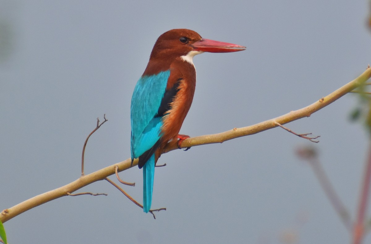 White-throated Kingfisher - ML614335923