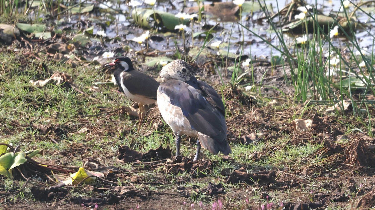 Red-wattled Lapwing - Anonymous