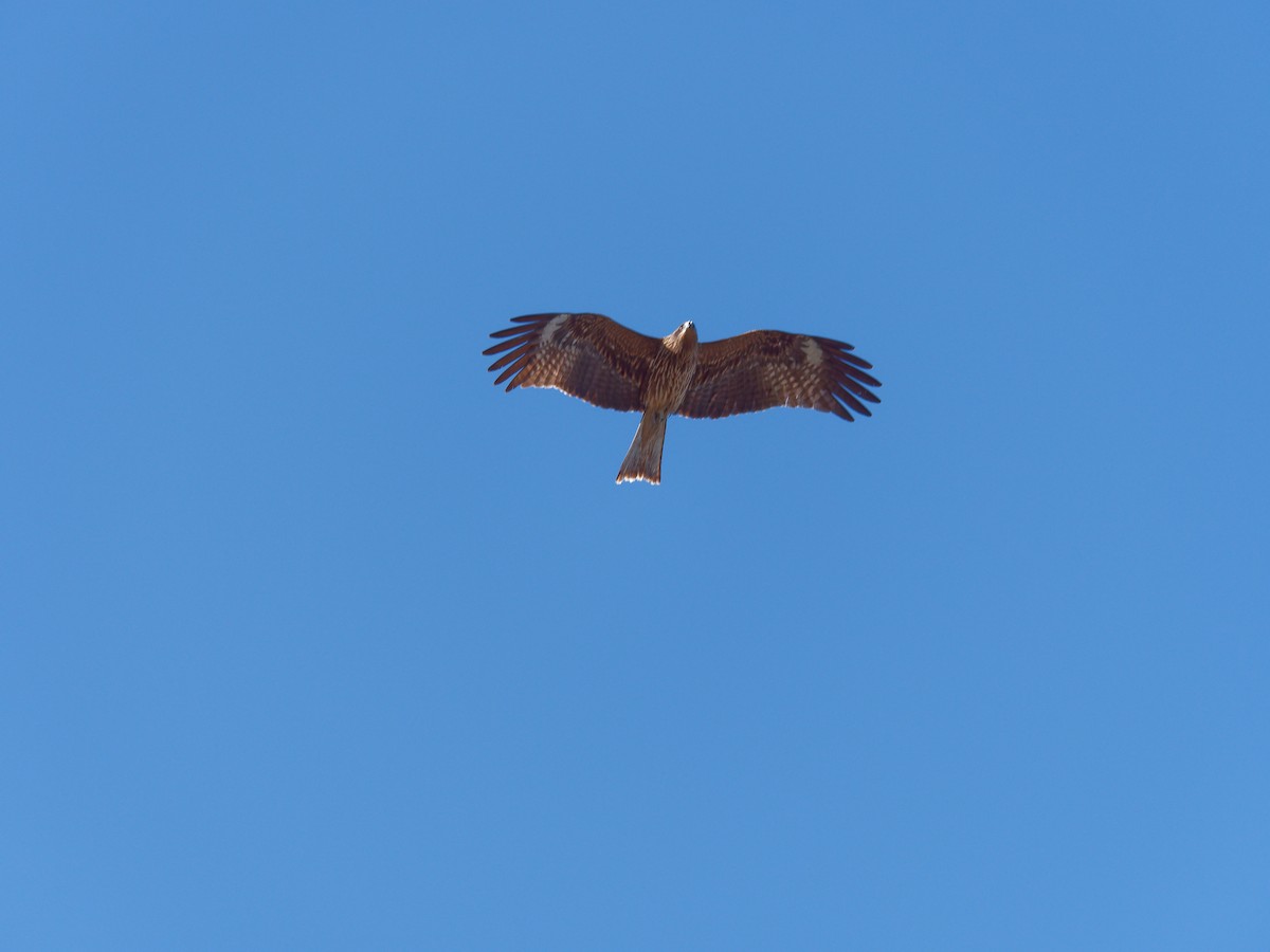 Black Kite - s maekawa