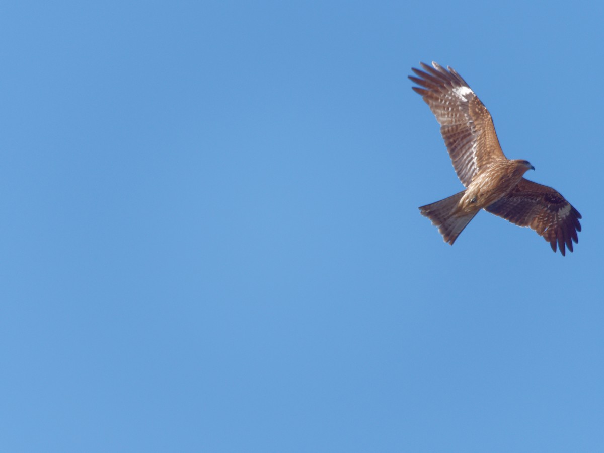 Black Kite - ML614335935