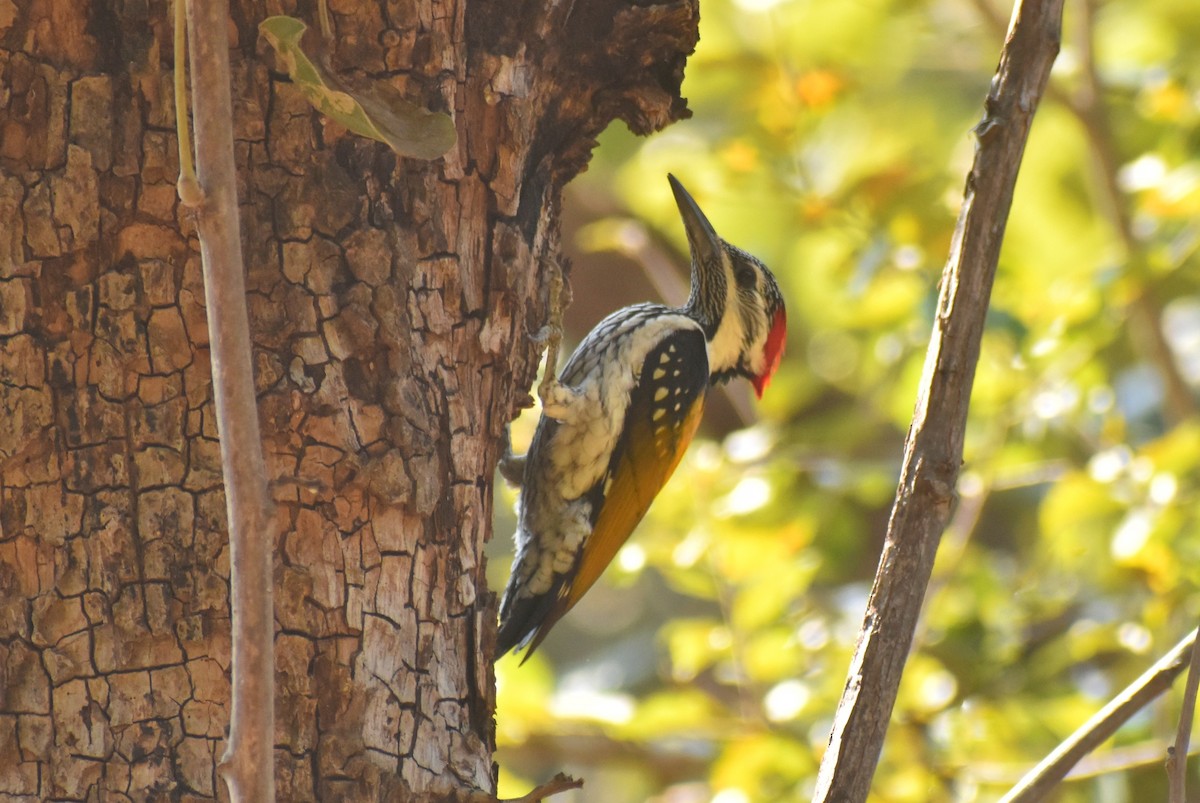 Black-rumped Flameback - ML614335936