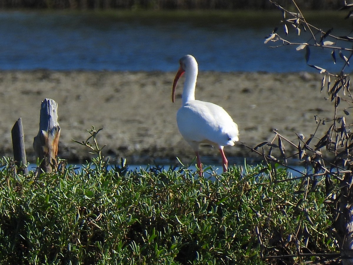 White Ibis - ML614335939