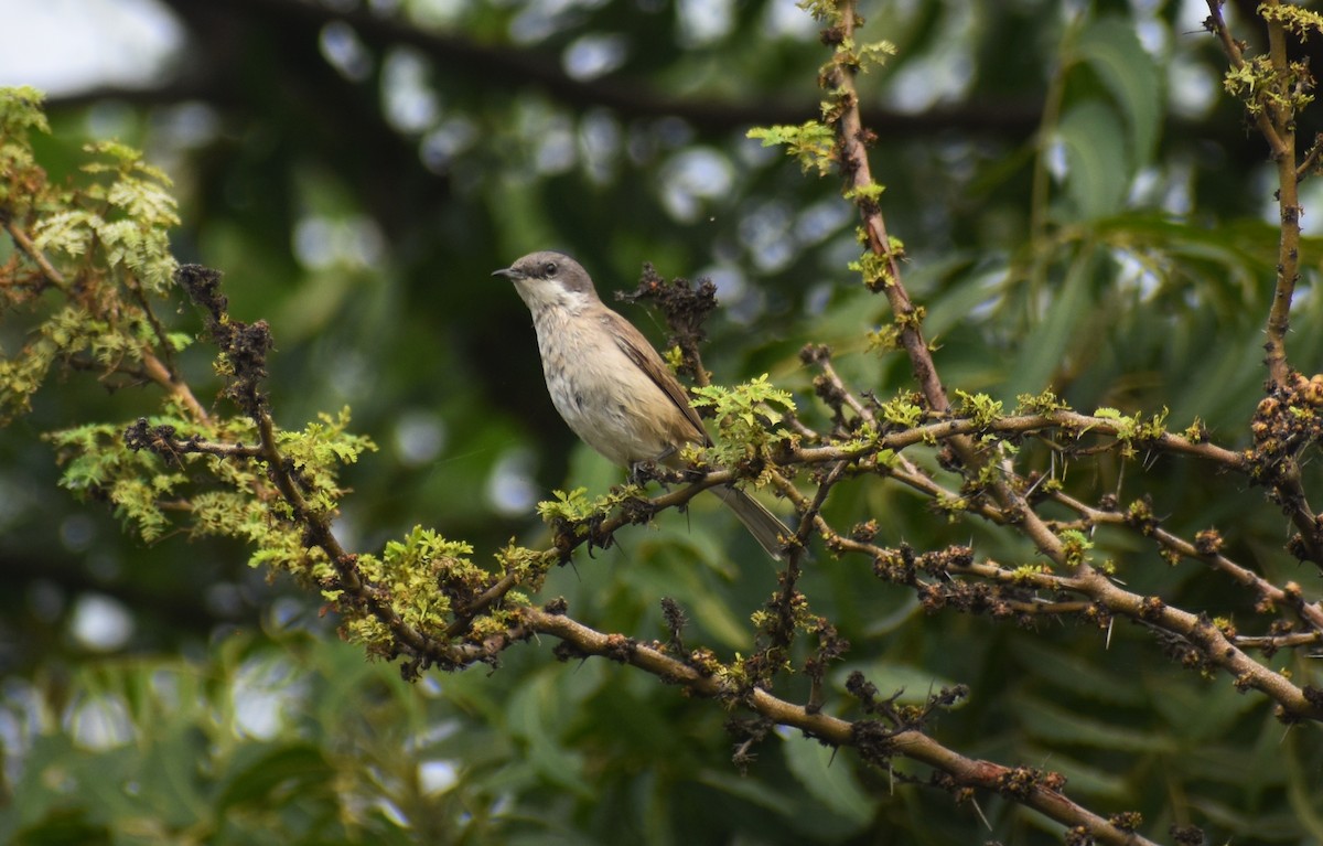 Lesser Whitethroat - ML614335948