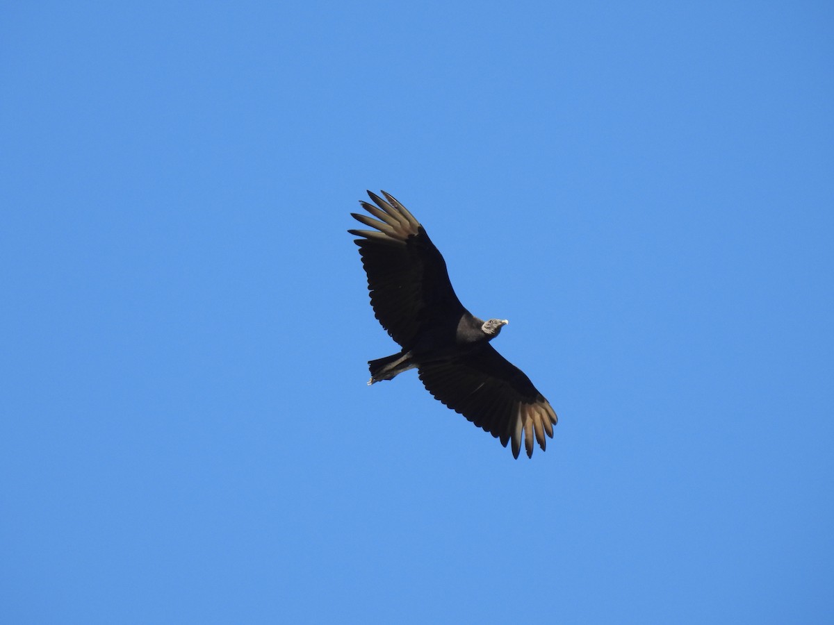 Black Vulture - ML614335952
