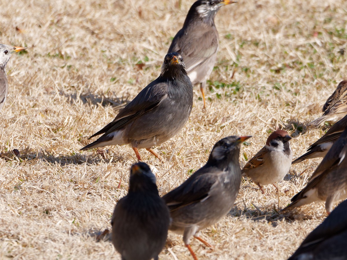 White-cheeked Starling - ML614335965