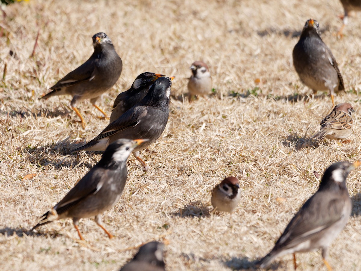 White-cheeked Starling - ML614335967