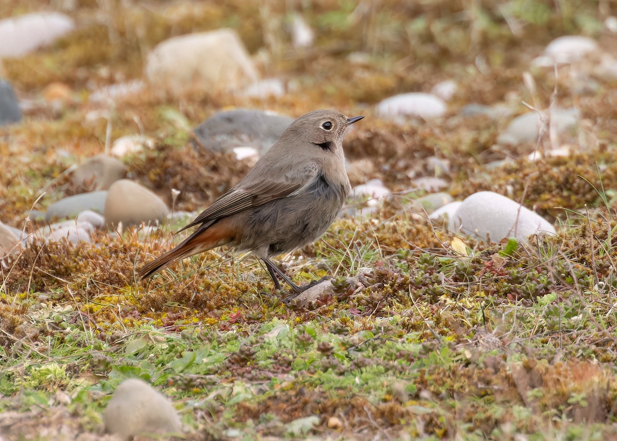 Black Redstart - ML614335970