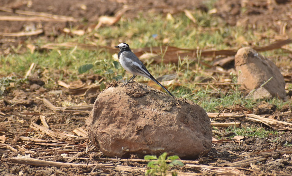 White Wagtail - ML614335972