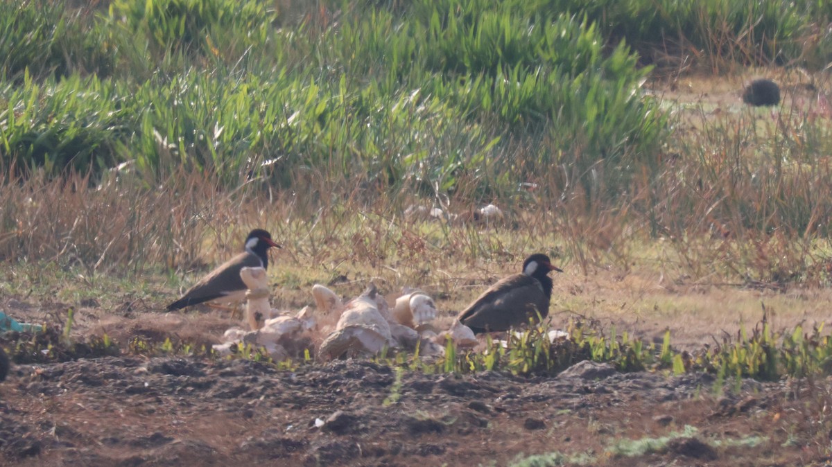 Red-wattled Lapwing - ML614335975