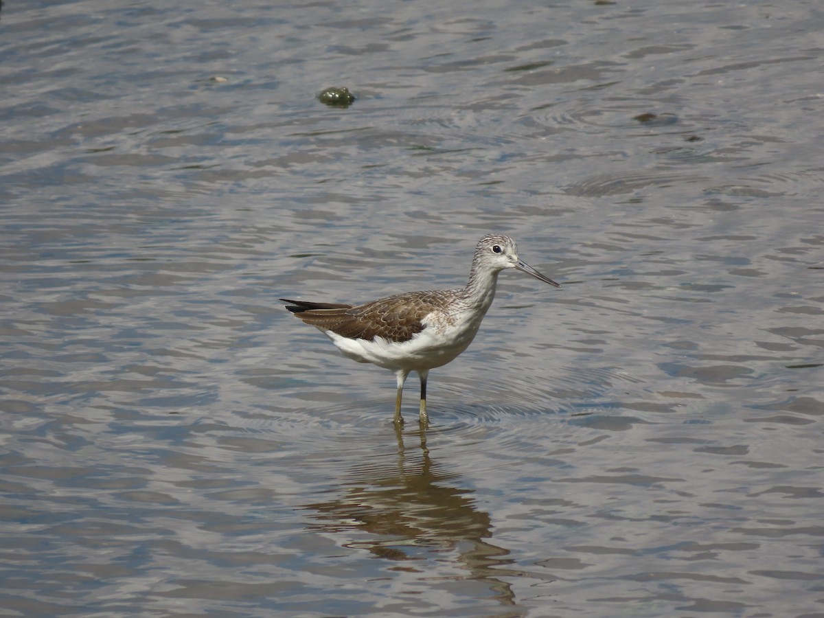 Common Greenshank - ML614335976