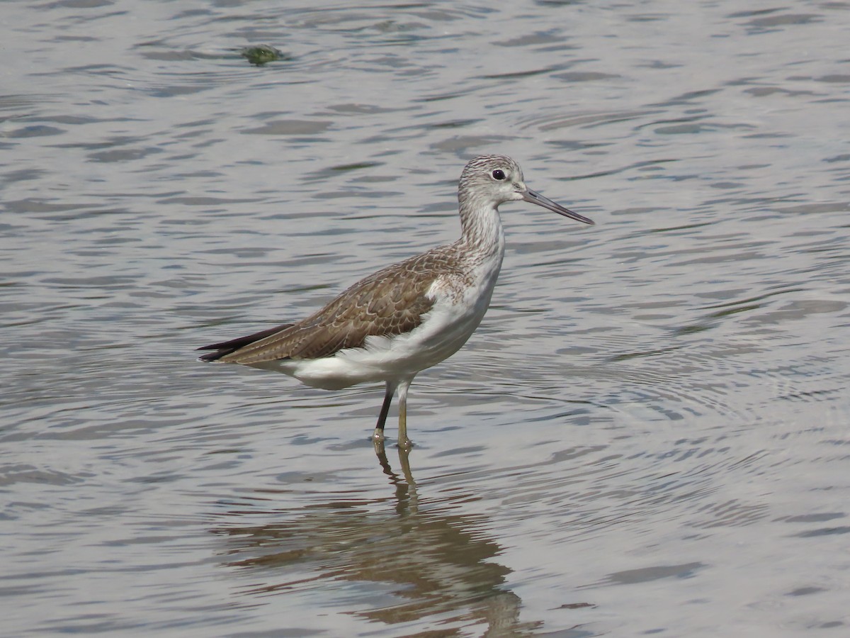 Common Greenshank - ML614335977