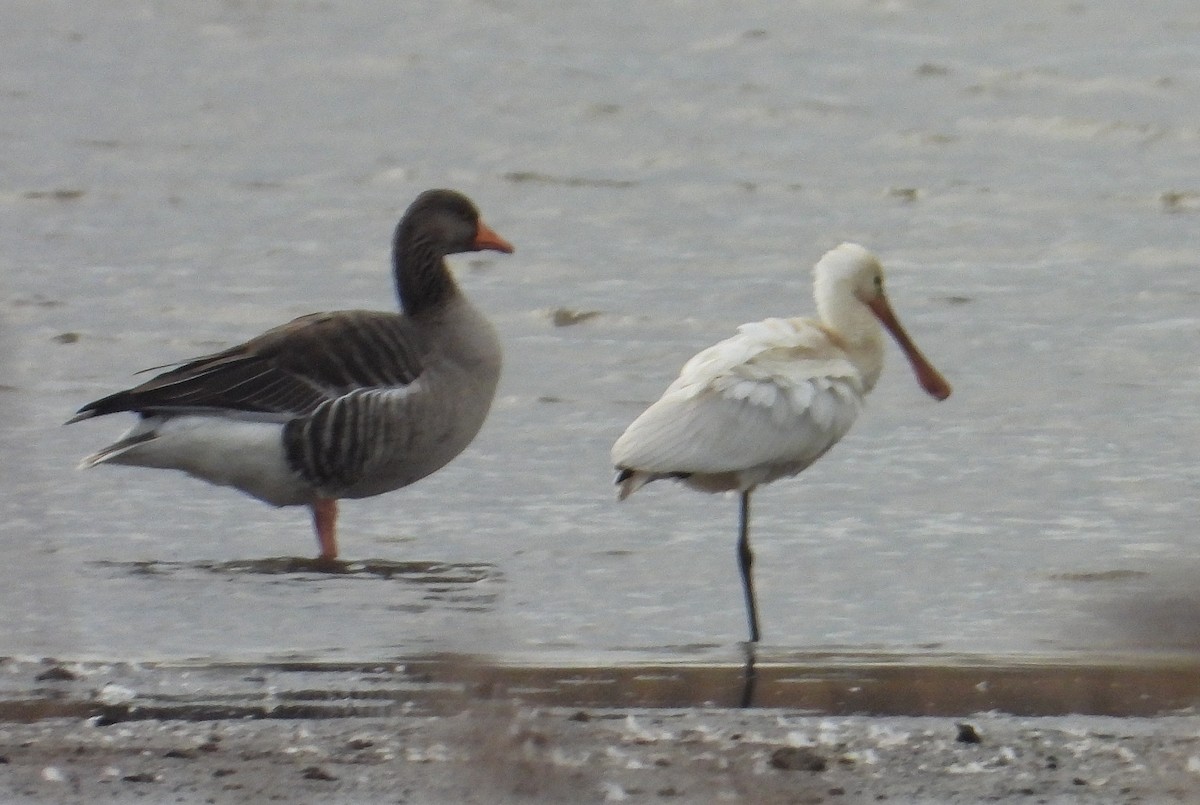 Spatola - ML614335986