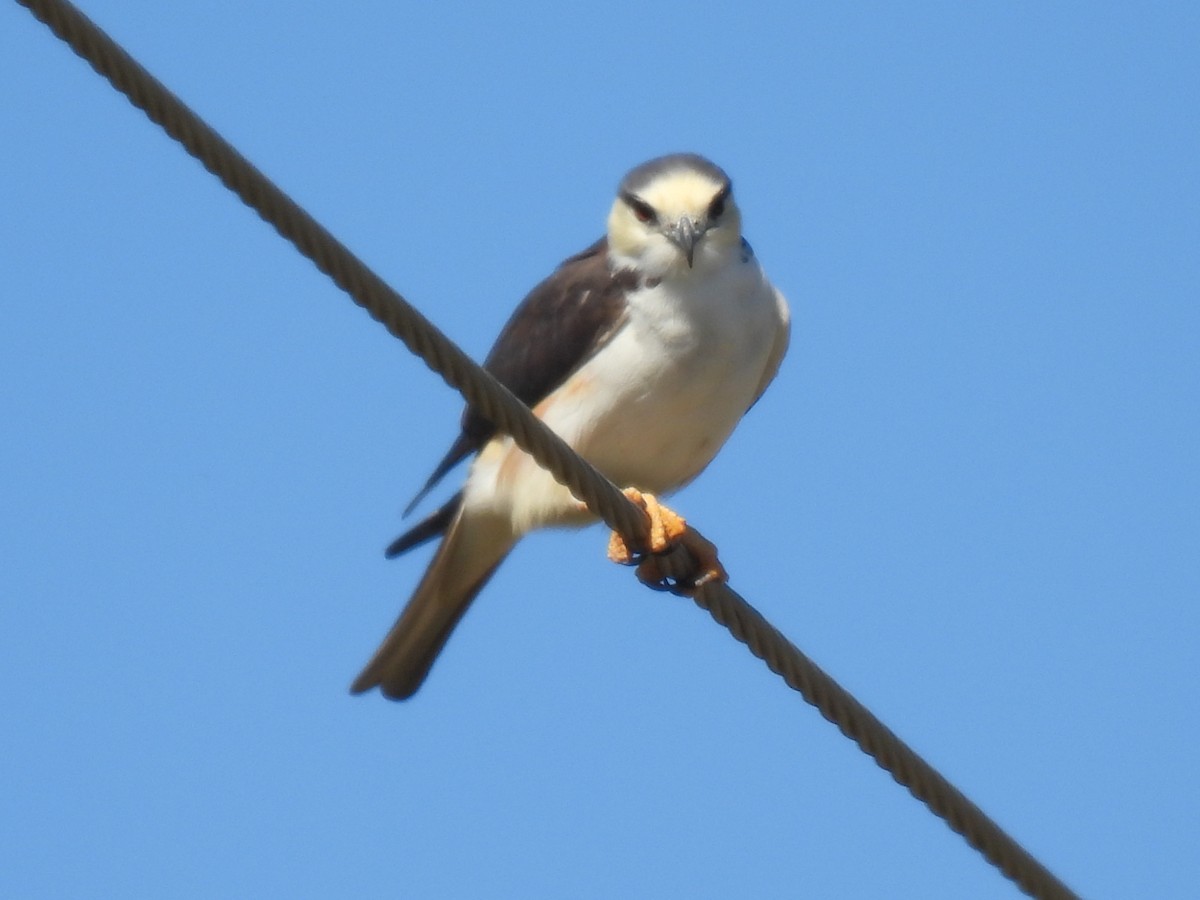 Pearl Kite - ML614335995