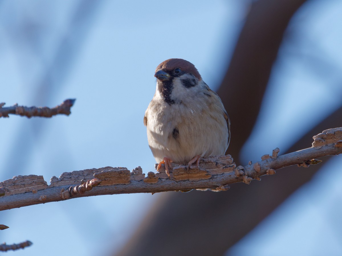 Eurasian Tree Sparrow - ML614336023