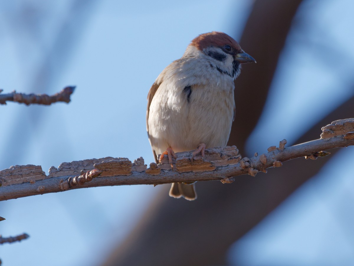 Eurasian Tree Sparrow - s maekawa